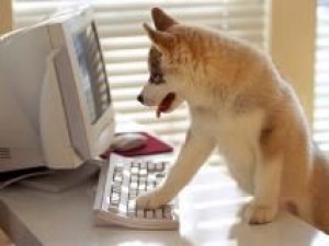 Pes sleduje obrazovku počítače a jednou packou mačká klávesnici